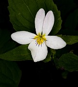 036Viola canadensis 19-5546